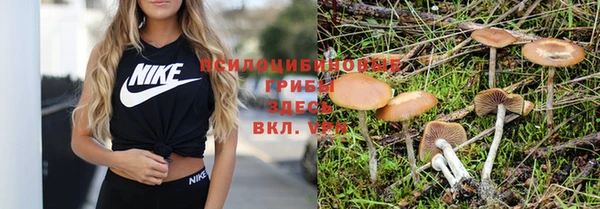индика Вяземский